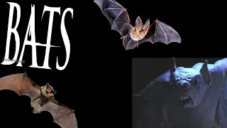 Bats (1999) Kill Count