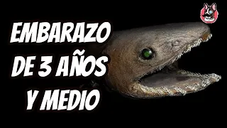 Los 10 nacimientos más extraños e increíbles del mundo animal