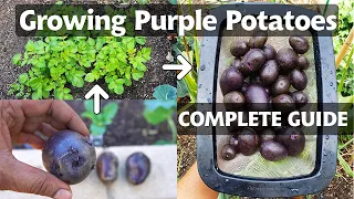 Planting & Growing Purple Potatoes - A Complete Potato Growing Guide