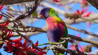 Rainbow Lorikeet Sound and Courtship Mating Call