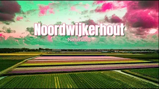 Noordwijkerhout Netherlands Tulip Field 2024 Motorhome Trip