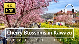 [4K/HDR/Binaural] Cherry Blossoms in Kawazu Walking Tour - Shizuoka Japan