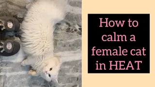 My cat first HEAT cycle || symptoms || Care || how to fix ⬅️💕#CATHEAT