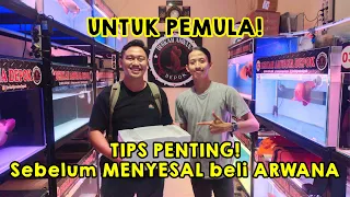 IKAN ARWANA YANG BAGUS UNTUK DIBELI DAN TIPS UNTUK PEMULA MEMELIHARA ARWANA!