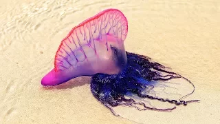 Wenn du das am Strand siehst, schrei schnell nach Hilfe!