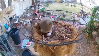 Mourning Doves Nesting