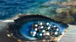 How Pearls Are Harvested From Clams