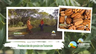 SIEMBRA Y COSECHA TV: Producción de pecan en Tucumán