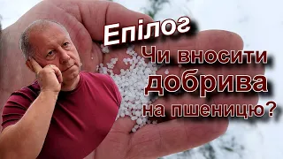 Чи вносити добрива на пшениці?  Епілог.