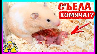 КУДА ПРОПАЛИ ХОМЯЧАТА? / ЧТО СЛУЧИЛОСЬ С ХОМКИ? / СПАСАЮ ХОМЯЧАТ ФАНТЫ / Alisa EasyPets