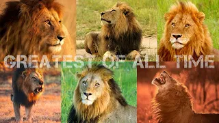 Greatest Of All Time | Mapogo Lion Coalition