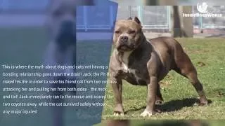 Top 10 Heroic Pit Bulls