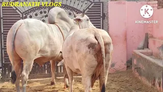 👍10 TH TIME👍 DELIVERY GAU MATA 👍PREGNANT BY 🙏RUDRANATH 🙏