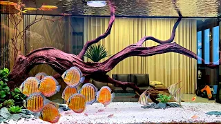 Super Cleanest Freshwater Discus Tank and Beautiful Angelfish Tank Mates