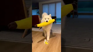 Weird things my samoyed does - oversized toys edition!