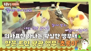 [TV 동물농장 레전드] “삐쳤어! 밥 줘.” 의사 표현 하나는 확실한 왕관 앵무 ‘초롱이’🦜 #TV동물농장 #AnimalFarm #SBSstory