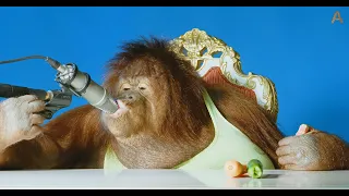 Animalia's Orangutan Rambo crunches corn flakes amongst other things…ASMR