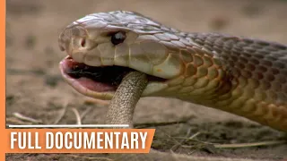 From Alchemy to Venom -  Nature's Deadly Evolution | Full Documentary