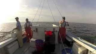 Locals Seafood - NC Shrimp Harvest