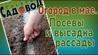 Огород в мае. Посевы и высадка рассады