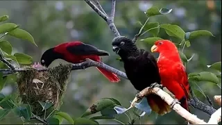 Nature And Wildlife Video – Bird and animal is beautiful creature on our planet