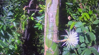Timelapse film of Strophocactus wittii (Moonflower) opening, March 2023