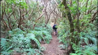 Тенерифе. Реликтовые леса Анаги