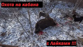 Охота на кабана с лайками!!! Wild boar hunting in Russia