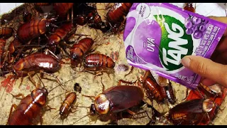 VAI SUMIR POR 12 ANOS FORMIGAS,BARATAS,MURIÇOCA E TODO TIPO DE INSETO!!! use SUCO PÓ😱