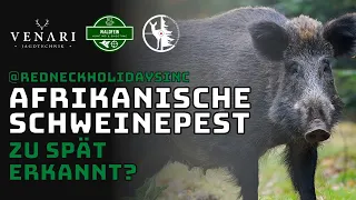 AFRIKANISCHE SCHWEINEPEST im Revier, ein Jäger packt aus! Der Kanzelschnack von Venari und Waldfein