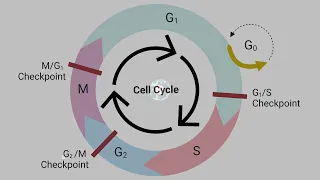 What is Cell Cycle I Exploring the Cell Cycle in Stunning 3D 4K