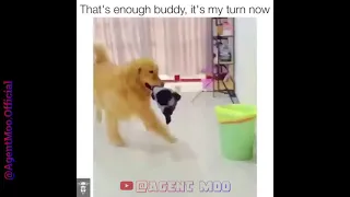 That's enough buddy, It's my turn now | Funny Jealous Dog