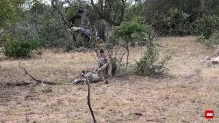Leopard male killing leopard cub
