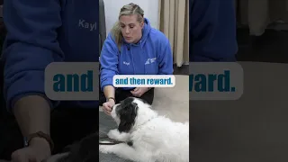 Teaching Your Dog To "Lie Down" On Command