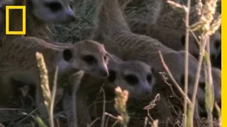 Meerkats vs. Puff Adder | National Geographic