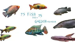 75 Fish For A 75 Gallon Tank