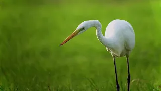 Digiscoped with Swarovski ATX 115mm telescope, Digidapter and Sony A6300 aps-c camera.