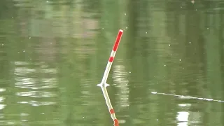 CARP FISHING with a 5 Meters ROD - POLENTA vs BREAD (ENG SUB)