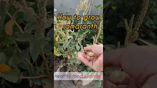 how to grow amaranth greens #shortsfeed