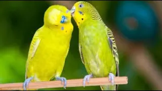 Cute Parrots Videos Compilation cute moment of the animals   Soo Cute!#2