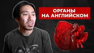 Органы человека на английском