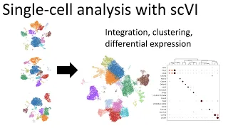 Single-cell analysis with scVI machine-learning toolkit