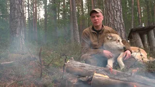 Выбор пули для охоты с лайкой.Охотничья страсть на грани жизни и смерти.