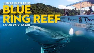 Jumpa Ikan Paus Blue Ring Reef Lahad Datu, Sabah