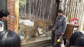 호랑이 먹이주고 주사 맞고 다친곳 없나 확인해요~