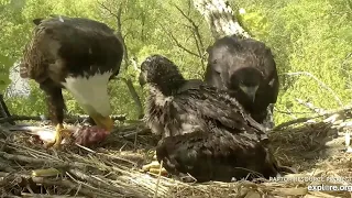 Decorah Eagles,Mom With Nice Sized Fish For Brunch 5/20/19