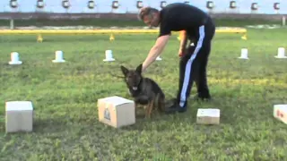 Detection Dog Training VITO K - 9 №19