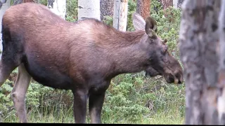 Bull Moose Walks Up While Casting Sasquatch Track