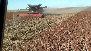 John Deere and CaseIH ARRO heads in Milo