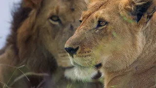 Lion Return to Africa | Nature Documentary